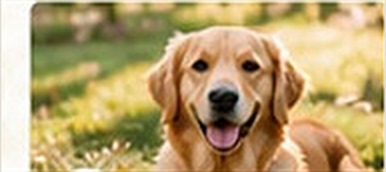 Pet Care